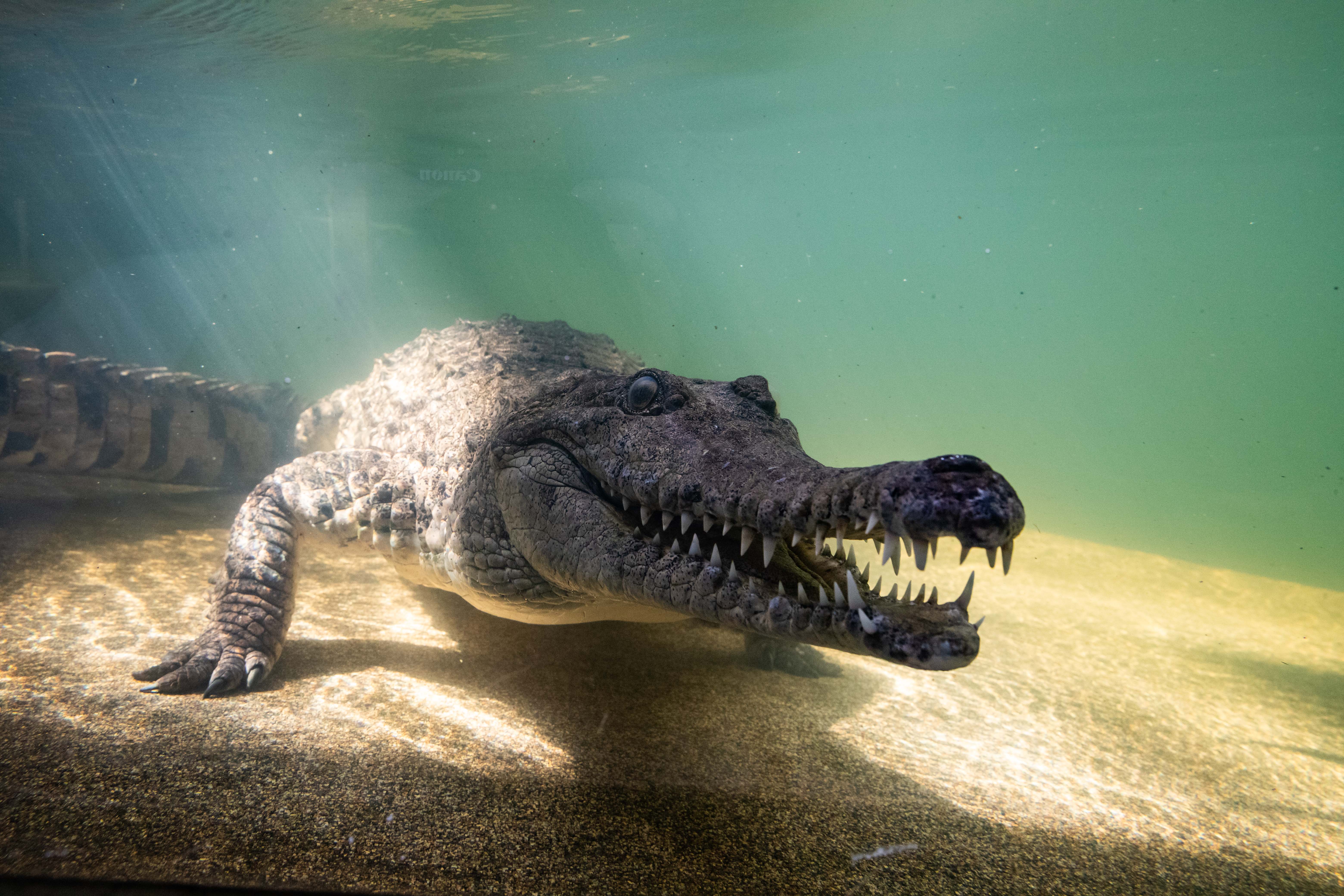 Summer of Crocs at WILD LIFE Sydney Zoo City of Sydney What s On