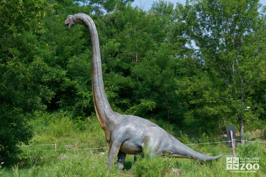 Brachiosaurus "arm lizard"