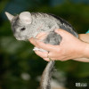 Chinchilla, Long-Tailed