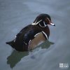 Duck, North American Wood