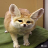 Fox, Fennec