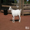 Goat, Nigerian Dwarf