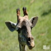 Giraffe, Masai