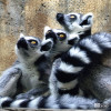 Lemur, Ring-Tailed