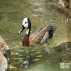 Duck, White-Faced Whistling