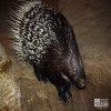 Porcupine, Indian Crested