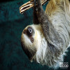 Sloth, Linne's Two-Toed Sloth