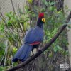 Turaco, Lady Ross's