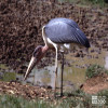 Stork, Marabou