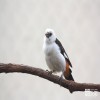 Weaver, White-Headed Buffalo