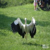 Stork, White