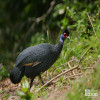 Guineafowl, Eastern Crested