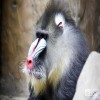 Mandrill