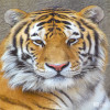 Tiger, Amur (Siberian)