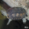 Turtle, Malaysian Giant Pond