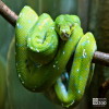Python, Green Tree