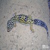 Gecko, Leopard