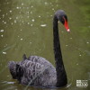 Swan, Black