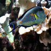 Sohal Tang Surgeonfish