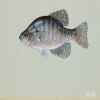 Crappie, White