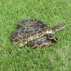 Python, Burmese