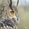 Owl, Eurasian-Eagle