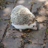 Hedgehog, Four-toed African
