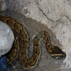 Python, African Rock