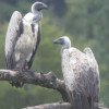 Vulture, African White-Backed 