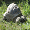 Tortoise, Aldabra Giant 