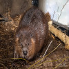 Beaver, American