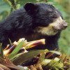 Bear, Andean