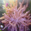 Coral, Kenya Tree
