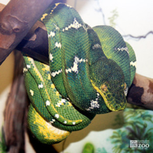 Emerald tree boa - The Living Rainforest