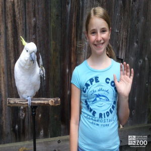 Keeper for a Day with Sulphur-Crested Cockatoo