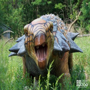 Edmontonia Up Close