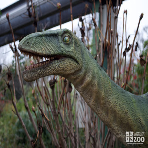 Coelophysis Up Close