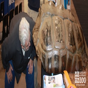 Visitor looking at Tortoise Bio Fact