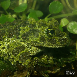 Vietnamese mossy frog  Smithsonian's National Zoo and