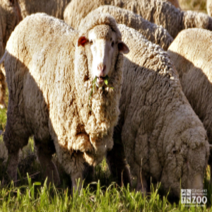 Merino