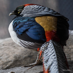 Lady Amherst Pheasant Tail Feather - China Lady Pheasant Feather