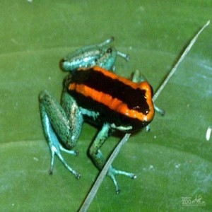 Yellow-Banded Poison Dart Frog - Roger Williams Park Zoo