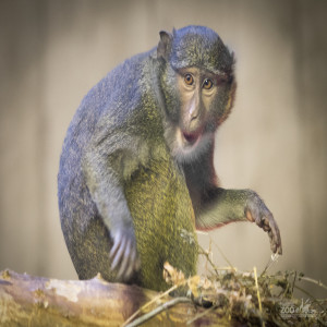 Allen's swamp monkey  Smithsonian's National Zoo and Conservation Biology  Institute