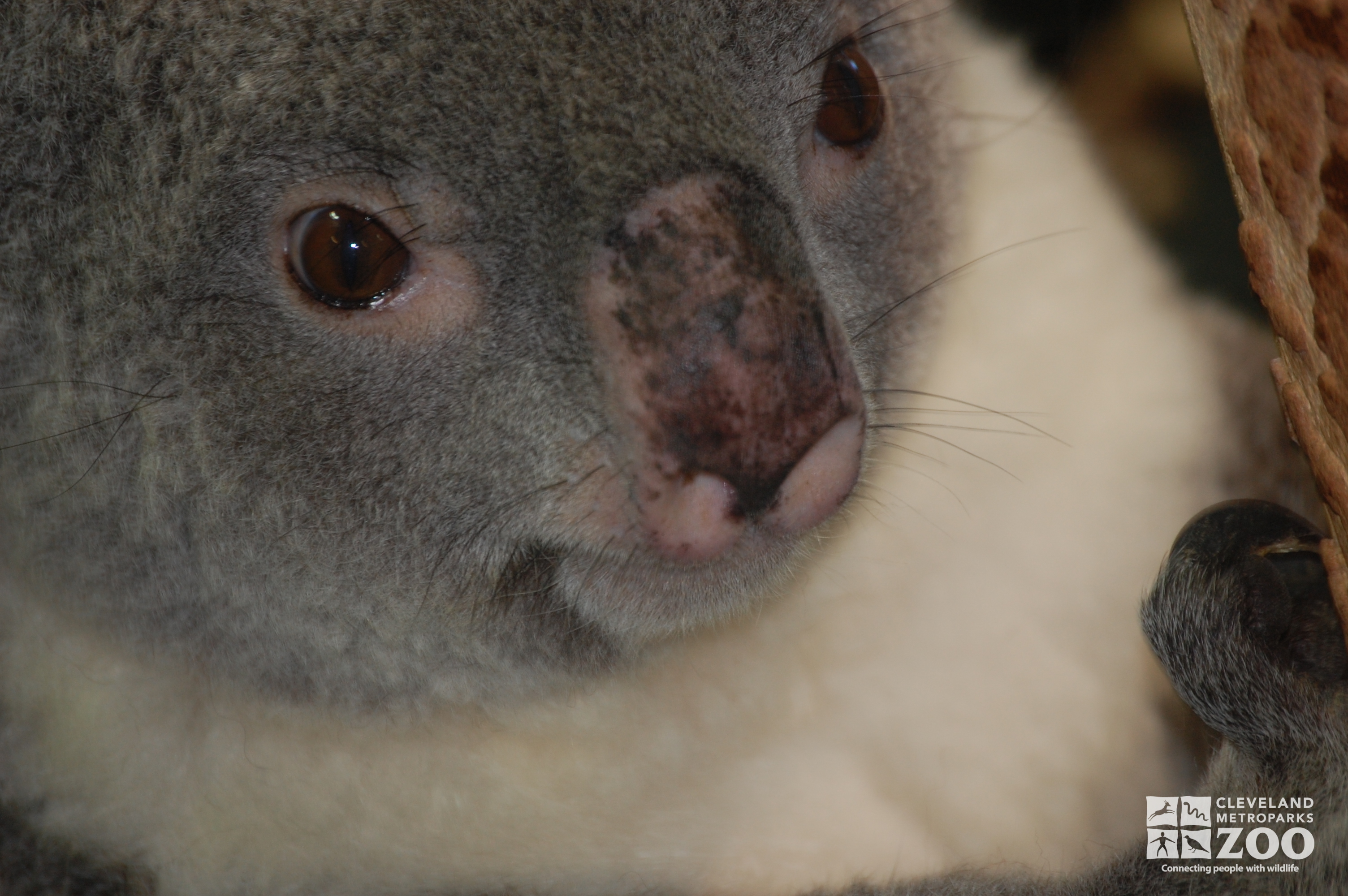 Koala Nose