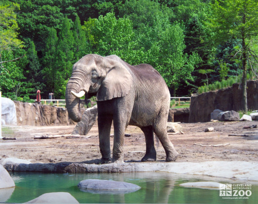 Elephant Willie At Pool