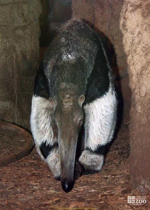Giant Anteater Front View