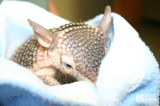 Hairy Armadillo Baby