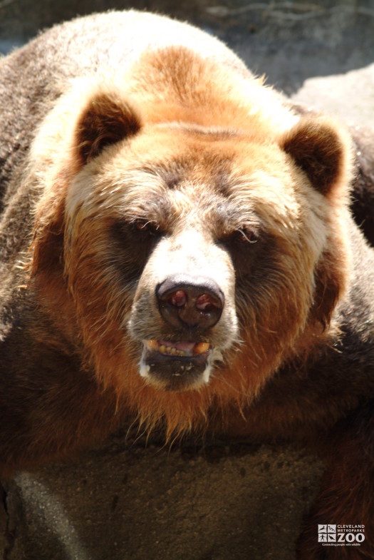 Grizzly Medium Close Up