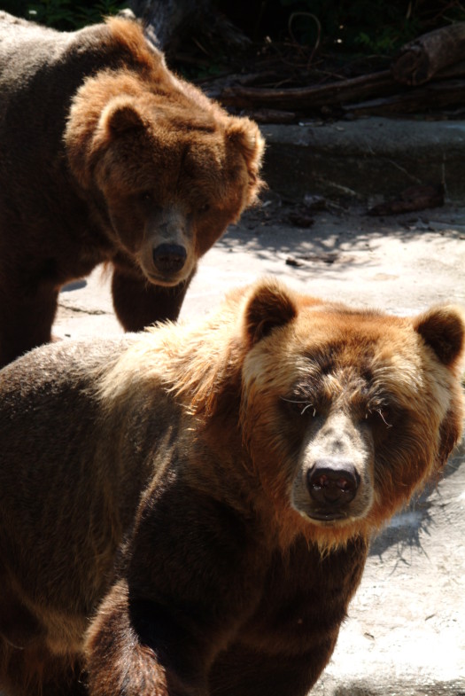 Grizzly Bears Side by Side