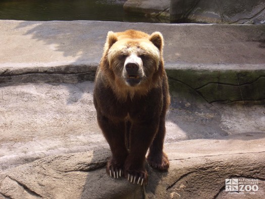 Grizzly Bear Looks at Camera